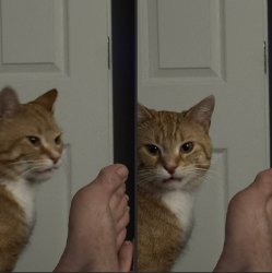 Axel Cat Toes Meme Template
