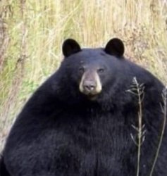 Bear Meme Template