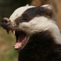 angry badger Meme Template
