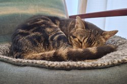 Annoyed Cat sleep Meme Template