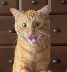 Angry orange cat Meme Template