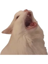 Cat screaming at nothing Meme Template