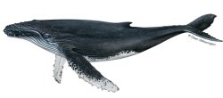 Whale Meme Template
