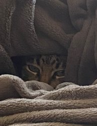 Cooch’s pesadelo Meme Template