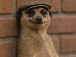 Meerkat Meme Template