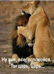 lion and lioness Meme Template