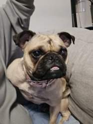 Puggy boo Meme Template