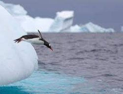 Penguin Bye Meme Template