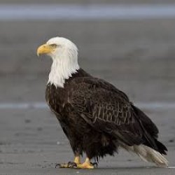 The eagle singing Meme Template