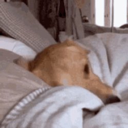 sleep dog Meme Template