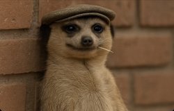 Meerkat Meme Template