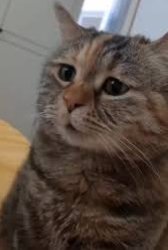 sad cat Meme Template