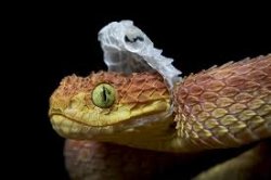 Snake shed skin Meme Template
