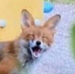 Pooping Fox Meme Template