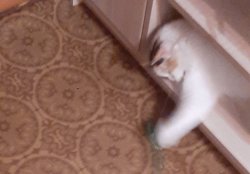 Snatcher kitty Meme Template