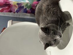 Cat caught drinking from toilet Meme Template