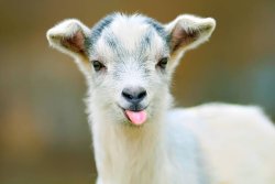 Goat Meme Template