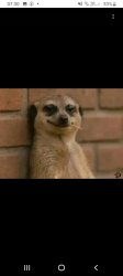 Funny meerkat Meme Template