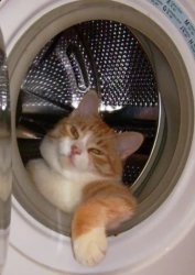 chill cat Meme Template