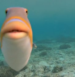 Fat fish Meme Template