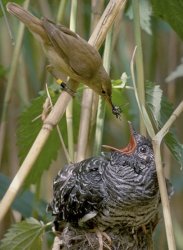 Feeding fat bird Meme Template