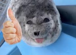 seal Meme Template