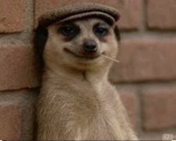 Meerkat Meme Template