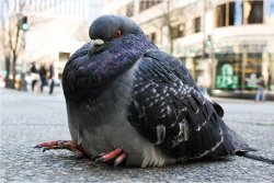 fat pigeon Meme Template