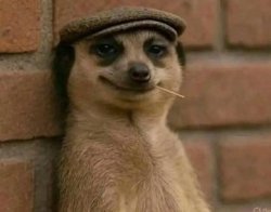 Us watching you try to run a business with a website or email Meme Template