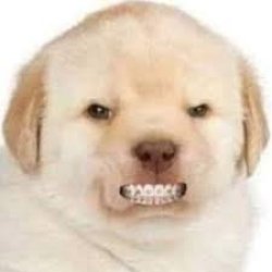 angry dog Meme Template