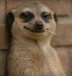 Meerkat Meme Meme Template