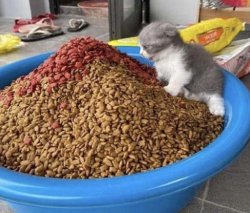 Kitten with huge bowl of food Meme Template