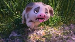 Pua is tired Meme Template