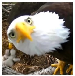 Eagle Meme Template