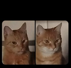 Disgusted and Angry cat Meme Template