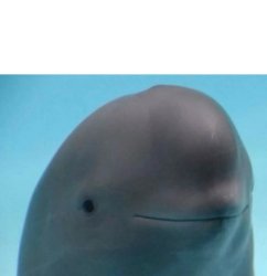 Patient Dolphin Meme Template
