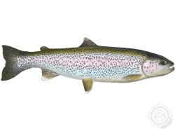 trout truth Meme Template