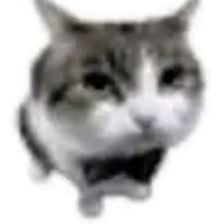I humbly apologize cat Meme Template