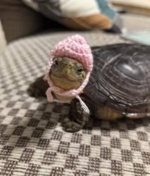 cute turtle Meme Template