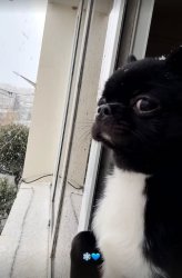 Dog confused math Meme Template