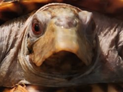 Derp Turtle Meme Template