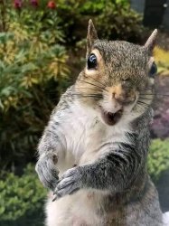 squirrel Meme Template