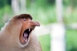 monkey Meme Template