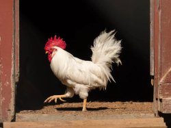 strutting rooster Meme Template