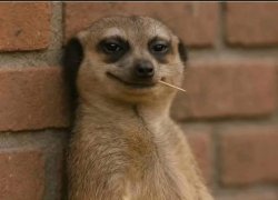 Smirky face Meme Template