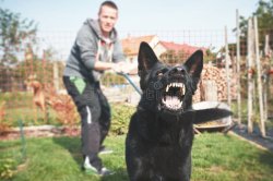 Angry dog on leash Meme Template