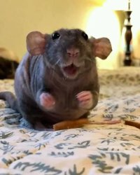 Happy Rat Meme Template