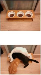 3 Bowls, 3 Cats Meme Template