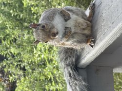 Squirrel On the Railing Meme Template