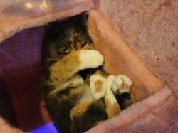 Cat Hiding Her Face Meme Template